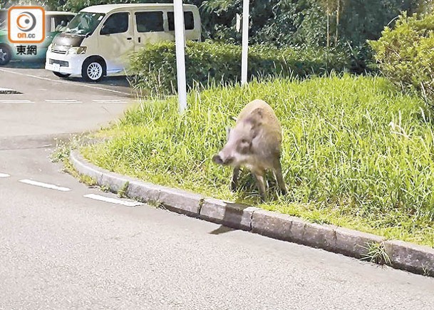 大埔區捕獲野豬  揭非洲豬瘟呈陽性