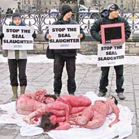 去年曾有動物權益分子冒嚴寒裸體抗議加拿大大量獵殺海豹。