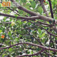 深圳街頭杧果樹上的杧果幾被市民採摘一空。	（黃少君攝）
