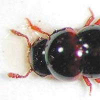 Agathidium  Bushi布殊甲蟲