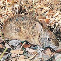 Sylvilagus Palustris Hefneri 花花公子兔