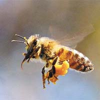 科學家研究以蜜蜂毒液醫治癌症。