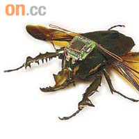 甲蟲會被植入神經及肌肉刺激系統等裝置。