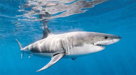 為了取得魚翅，全球每年有八千九百萬條鯊魚被獵殺。