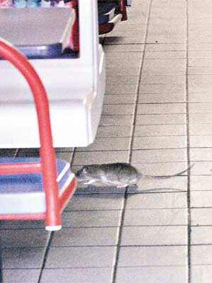 紐約的食肆不時有老鼠出沒。	（資料圖片）