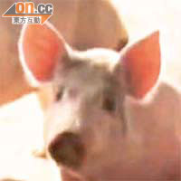 「健美豬」因進食含有瘦肉精飼料，脂肪含量低。	（電視畫面）