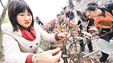 重慶為節省土地發展，大力推廣樹葬、花葬，窮困民眾免費。圖為一名重慶少女昨日在親人埋葬處之上的花苗，綁上紅絲帶寄託哀思。	（中新社圖片）