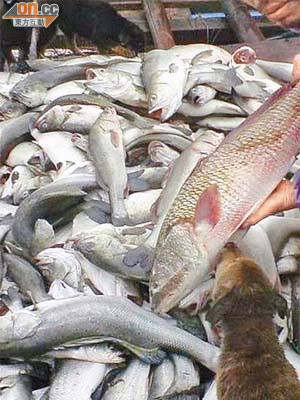 網民指欽州海面突然出現大量死魚。