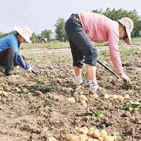 旱情嚴重之下，安徽農民加緊收集薯仔。	（中新社圖片）