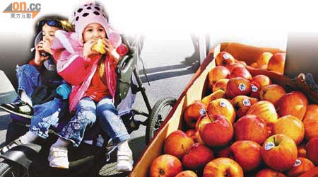不少兒童愛吃蘋果，但所含農藥可能損害他們的腦部。	（本報美國圖片）