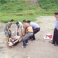 映秀鎮的村民抬走野生大熊貓屍體。（中新社圖片）
