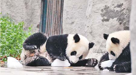 成都熊貓在玩冰降溫。	（中新社圖片）