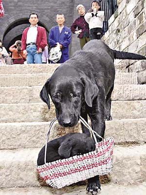 導盲犬叼着裝有自己狗崽的籃子，引起民眾圍觀。	（中新社圖片）