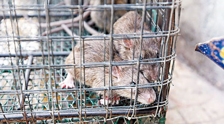 青島鼠患嚴重，散播出血熱疫情。（資料圖片）