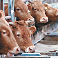 南韓肉類供應過剩，使國內活牛價格暴跌。（資料圖片）