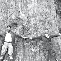 「參議員」的樹幹粗逾十米，兩名男子張開雙手也抱不住。（美聯社黑白圖片）