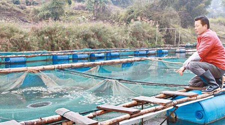 廣西龍江鎘污染事故造成沿江大量魚類死亡，圖為河池市有養魚戶正處理因污染致死的魚。（中新社圖片）