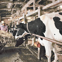 日本乳業協會指，國內生產的牛奶符合國家標準。圖為福島縣一個養牛場。（資料圖片）