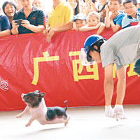 廣西民眾抓豬宰殺，順應當地端午習俗。（中新社圖片）