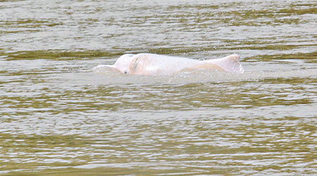 中華白海豚誤入廣東開平合山水閘河段。（中新社圖片）
