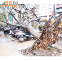 台北市一棵大樹倒塌，壓倒多輛電單車。（本報台北傳真）