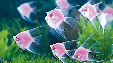圖為新研發的中型慈鯛科粉紅神仙魚。（中央社圖片）