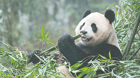 大熊貓依賴竹子為主要食糧。（資料圖片）