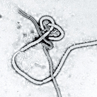伊波拉病毒（圖）可致人於死。（資料圖片）
