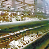 河南鄭州有養殖場，被揭發以人用抗生素餵飼禽畜。（電視畫面）