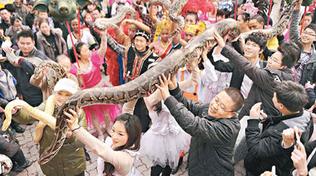 重慶民眾爭相觸摸大蟒蛇，盼蛇年行好運。（中新社圖片）