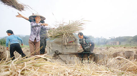 湖南為內地其中一個主要的稻米種植地。（資料圖片）