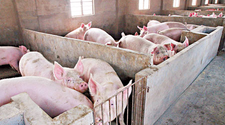 黃浦江漂浮死豬事件被指來自浙江嘉興，圖為嘉興某養豬場。（中新社圖片）
