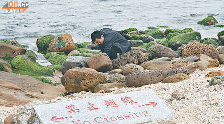 有陸客越過禁區採摘石蓴。（張孝義攝）