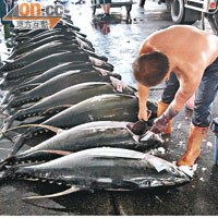 大批鮪魚在市場內一字排開準備拍賣。（郭良傑攝）