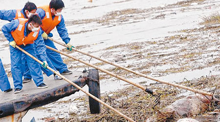 上海黃浦江上游早前出現大量豬屍。（資料圖片）