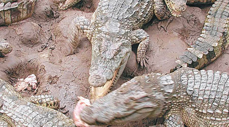 鱷魚具攻擊性。（資料圖片）
