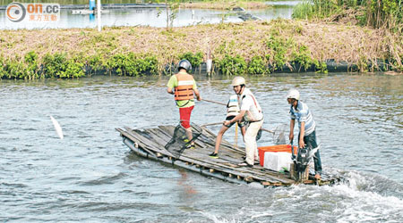 遊客搭竹筏捕撈飛躍的虱目魚。（張孝義攝）