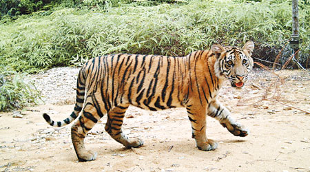 幼虎被殺，引起成年老虎報復。圖為一頭蘇門答臘虎。（資料圖片）