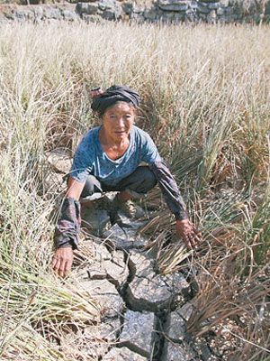 一名廣西農民無奈地展示乾枯稻米下龜裂的土地。（中新社圖片）