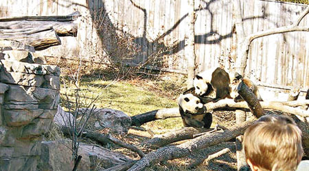 大熊貓在全球廣受歡迎，圖為各地遊客在美國華盛頓國家動物園參觀大熊貓。（資料圖片）