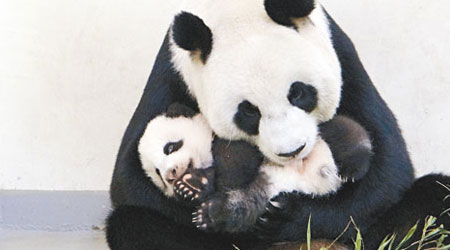 台北市立動物園內大熊貓「圓圓」抱起大熊貓寶寶「圓仔」。（中央社圖片）