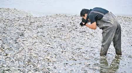 明湖城市公園的觀景湖出現大量死魚。（中新社圖片）
