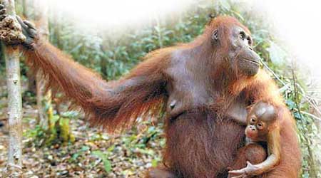 婆羅洲猩猩屬受保護的瀕臨絕種動物。