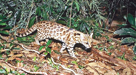 在巴西南部的豹紋貓，被證實為新品種。（互聯網圖片）