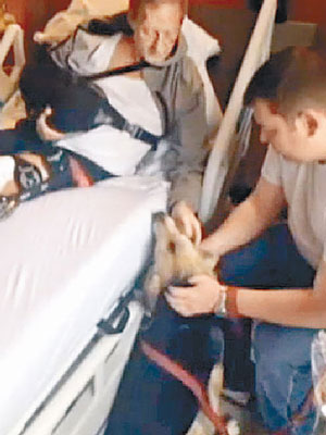 義犬露西與邁爾斯（病床上）於車禍後在醫院重逢。（互聯網圖片）