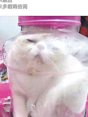 林發貼稱要「懲罰」貓兒而將其放入膠瓶內，惹起公憤。（互聯網圖片）