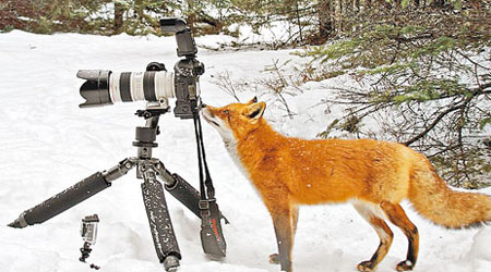 狐狸探頭窺看相機。（互聯網圖片）