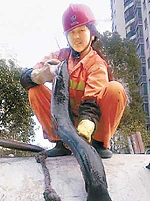 從下水道抽出的鯰魚最大一條長約八十厘米。（互聯網圖片）