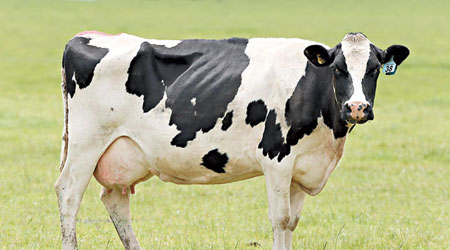 專家擔心，乳牛的尿液會破壞生態環境。（資料圖片）