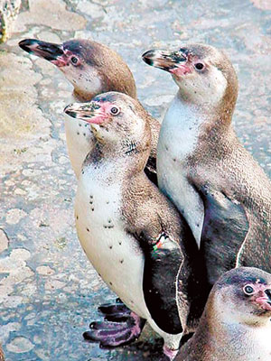 專家讓海洋中心內的漢波德企鵝服食抗抑鬱藥。（互聯網圖片）